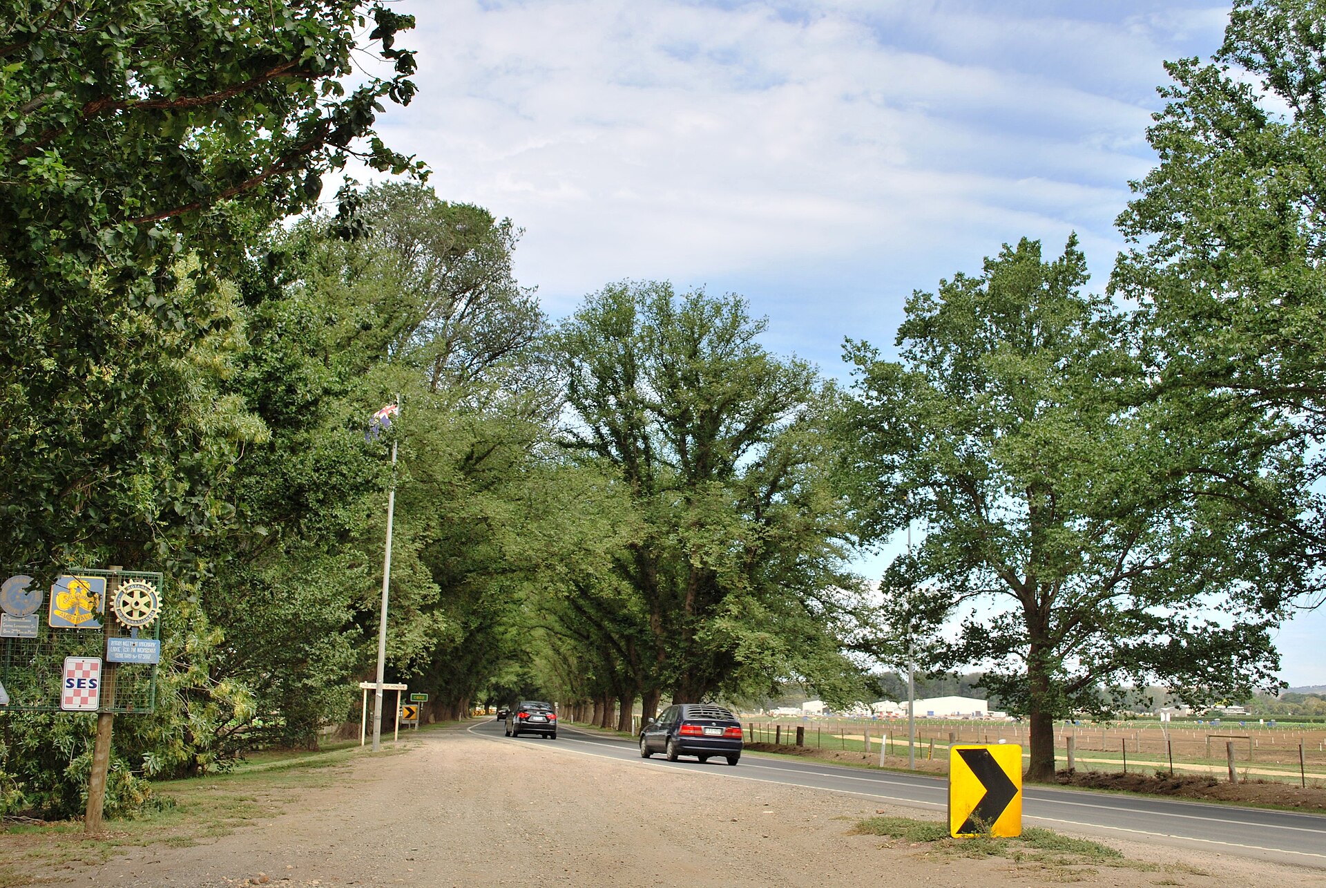 The elm trees of the Avenue of Honour at Bacchus Marsh, Victoria